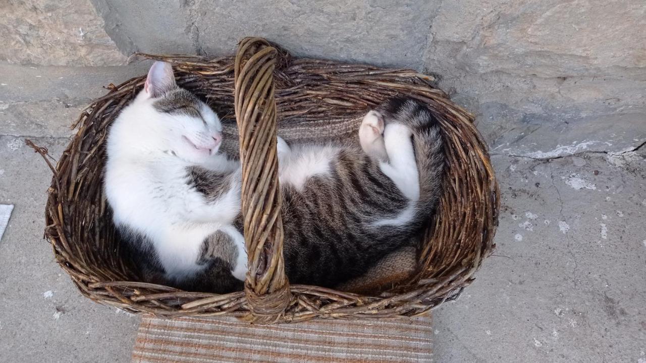 Lovas Vendégház Obanya Kültér fotó